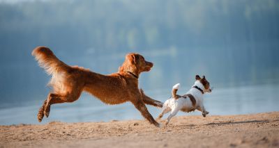 Larger dogs cognitively decline earlier than smaller dogs, study finds